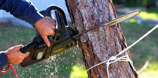 Best Tree Maintenance Programs  in Columbia, MD