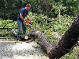 How Our Tree Care Process Works  in  Columbia, MD